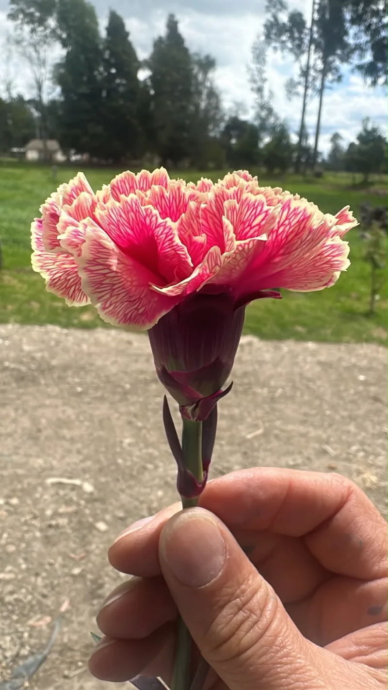 Carnations