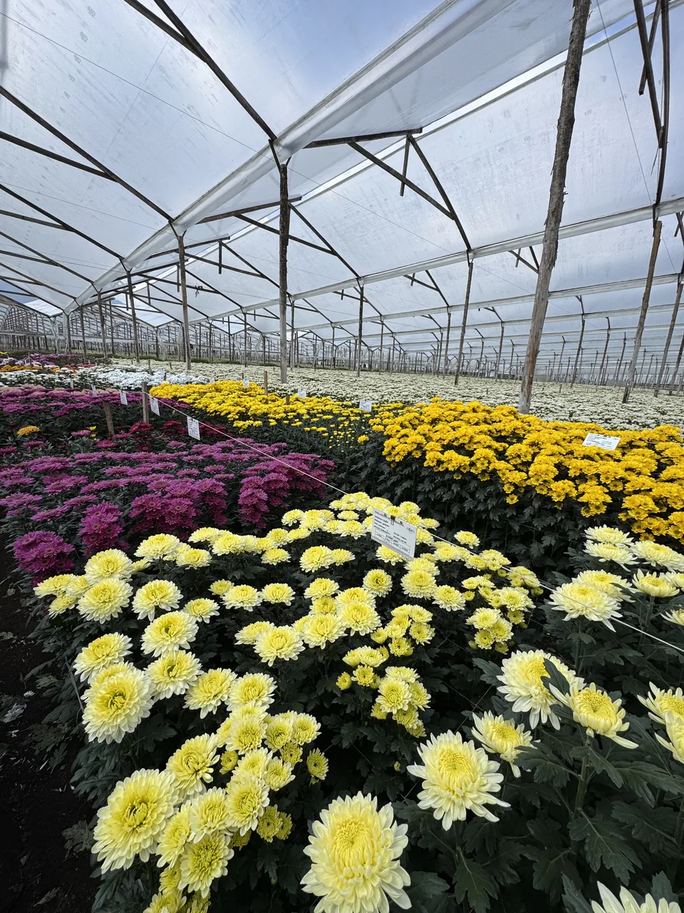 Chrysanthemums