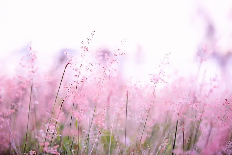 Gypsophila