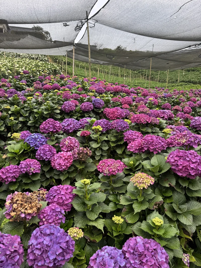 Hydrangeas