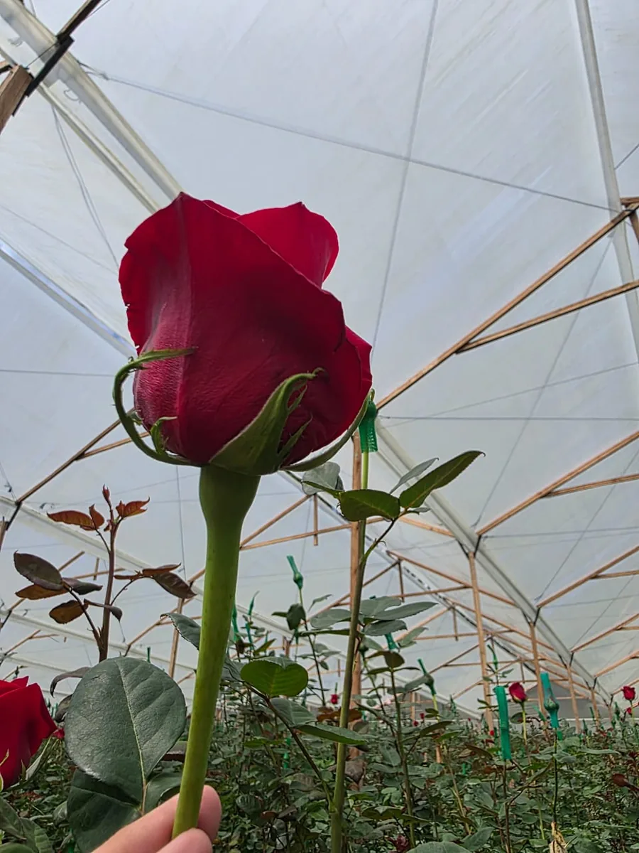 Roses
